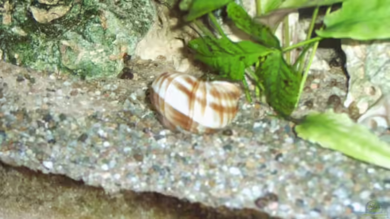 Dekoration im Aquarium Becken 6293 von Sandra Ringle und Jörg Buß (4)