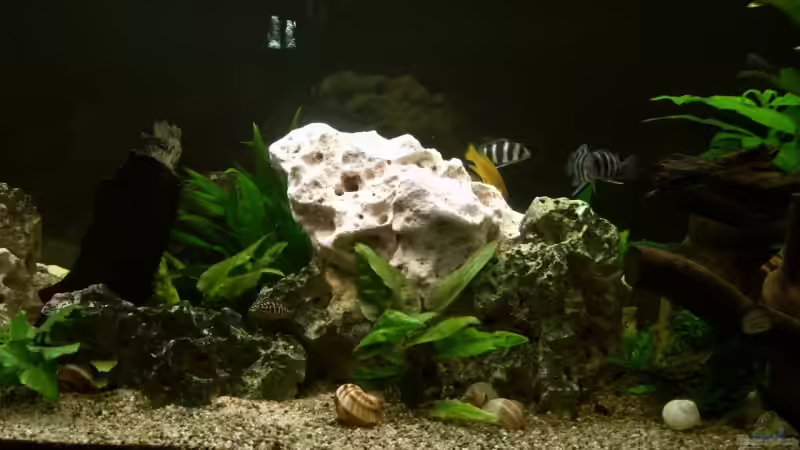 Dekoration im Aquarium Becken 6293 von Sandra Ringle und Jörg Buß (5)