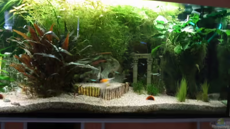 Dekoration im Aquarium Becken 6316 von Beat Affolter (17)