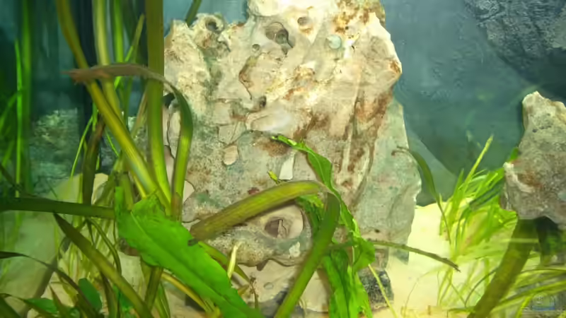 Dekoration im Aquarium Becken 6318 von Altocalv (2)