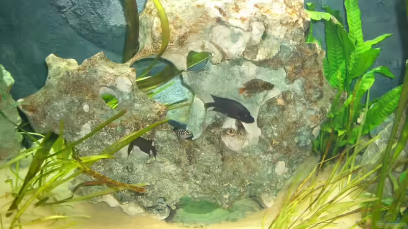 Dekoration im Aquarium Becken 6318 von Altocalv (3)