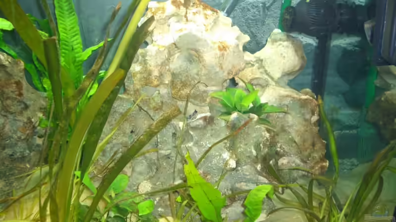 Dekoration im Aquarium Becken 6318 von Altocalv (4)