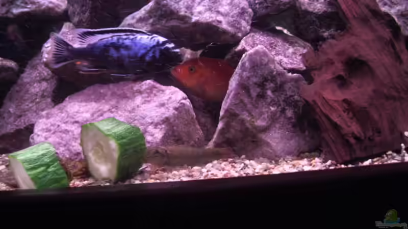 Dekoration im Aquarium Becken 6323 von Alex Schmucker (3)