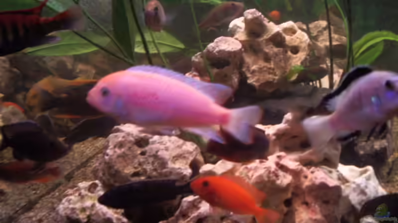 Dekoration im Aquarium Becken 6323 von Alex Schmucker (4)