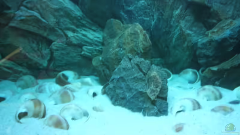 Dekoration im Aquarium Becken 6354 von Fabian Schulte (22)