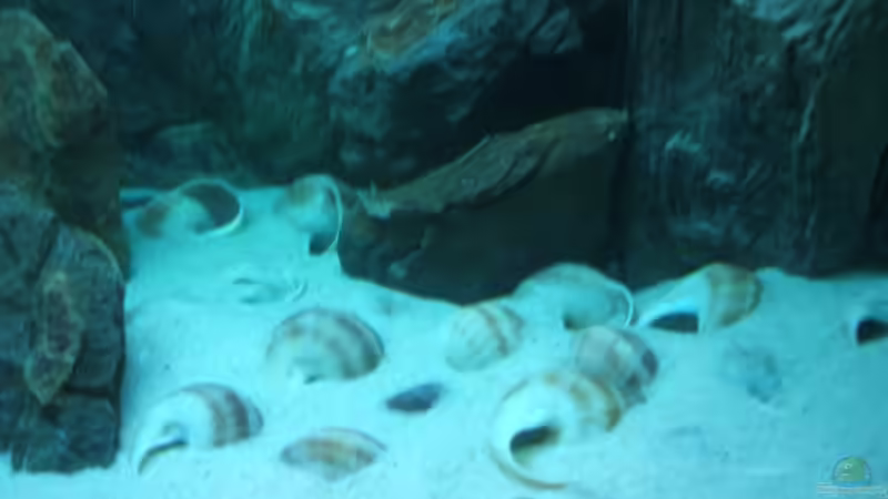 Dekoration im Aquarium Becken 6354 von Fabian Schulte (24)