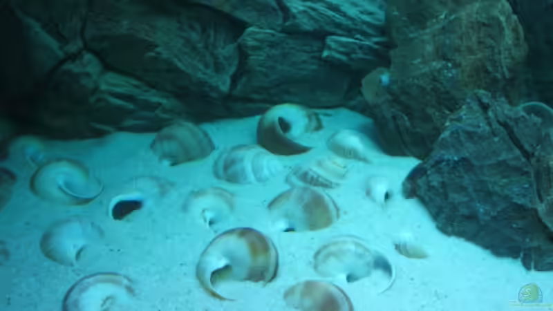 Dekoration im Aquarium Becken 6354 von Fabian Schulte (26)