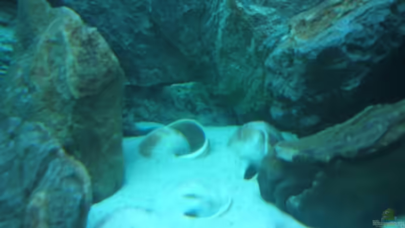 Dekoration im Aquarium Becken 6354 von Fabian Schulte (27)