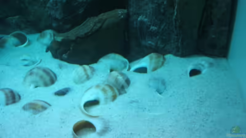 Dekoration im Aquarium Becken 6354 von Fabian Schulte (28)