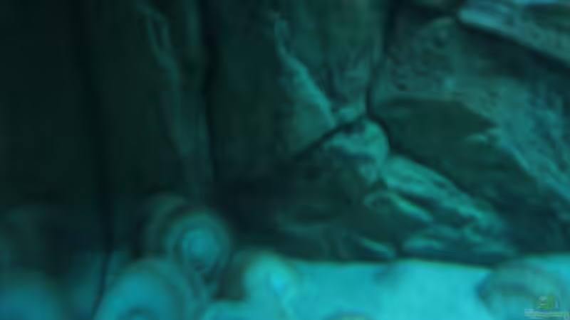 Dekoration im Aquarium Becken 6354 von Fabian Schulte (29)