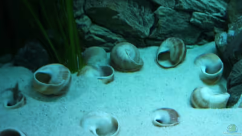 Dekoration im Aquarium Becken 6354 von Fabian Schulte (31)