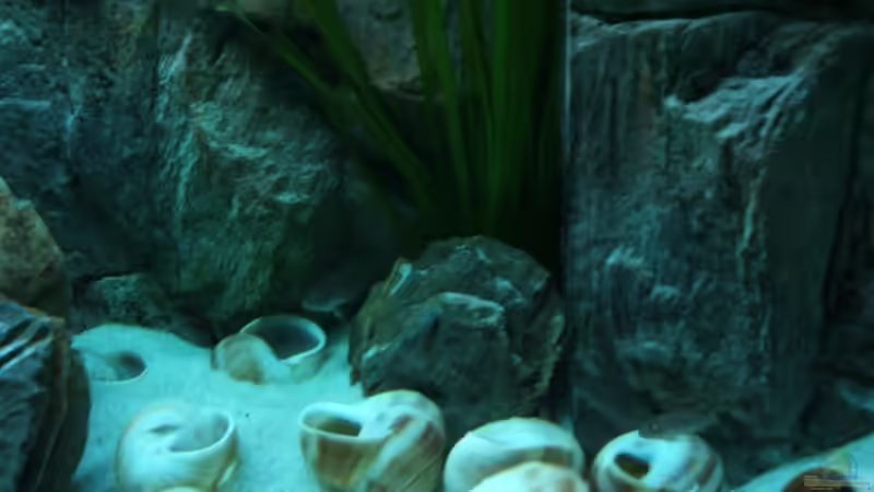 Dekoration im Aquarium Becken 6354 von Fabian Schulte (32)