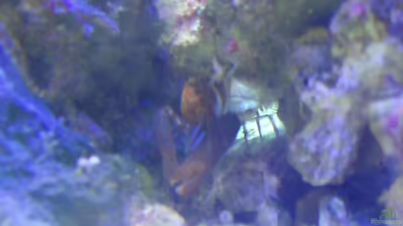 Dekoration im Aquarium Becken 6362 von Eva Göschl (27)