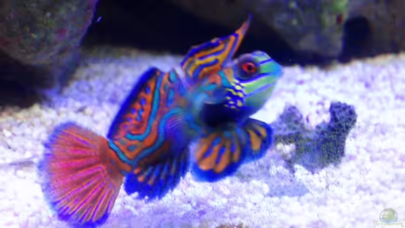 Dekoration im Aquarium Becken 6362 von Eva Göschl (28)