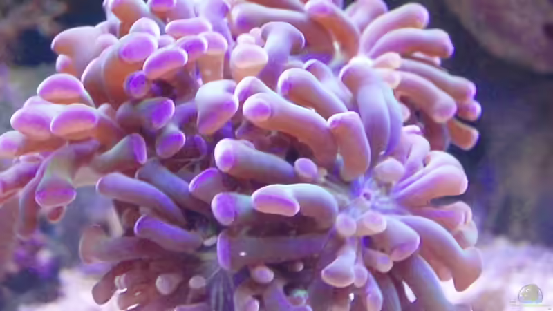 Dekoration im Aquarium Becken 6362 von Eva Göschl (29)