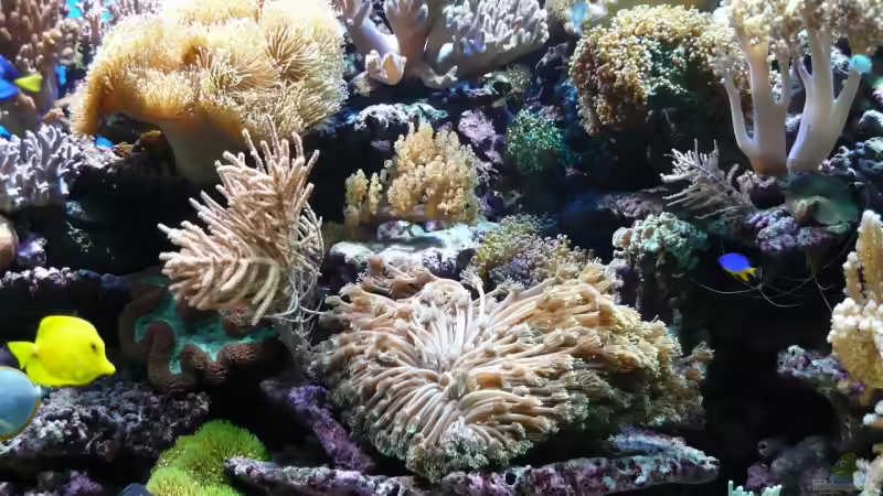 Dekoration im Aquarium Becken 6379 von Thomas Maik (17)