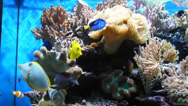 Dekoration im Aquarium Becken 6379 von Thomas Maik (18)