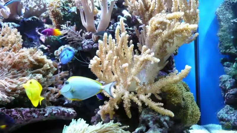 Dekoration im Aquarium Becken 6379 von Thomas Maik (19)