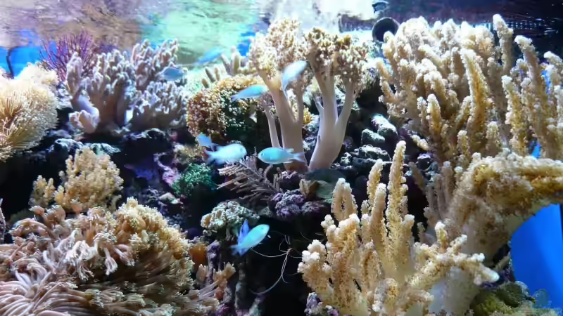 Dekoration im Aquarium Becken 6379 von Thomas Maik (24)