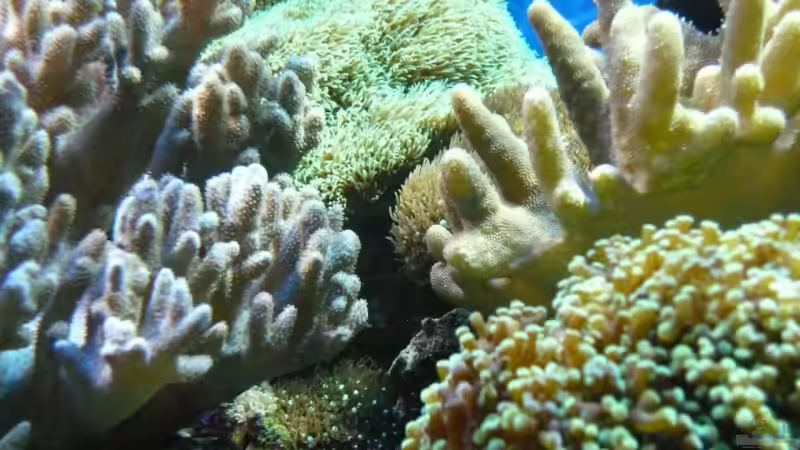 Dekoration im Aquarium Becken 6379 von Thomas Maik (26)