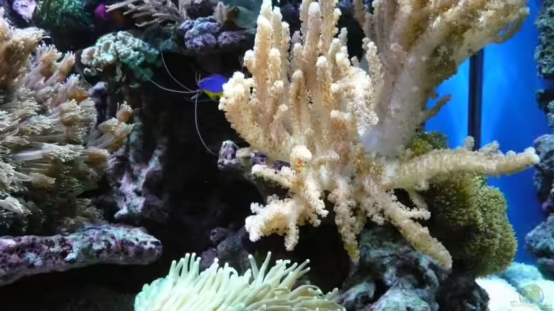 Dekoration im Aquarium Becken 6379 von Thomas Maik (27)