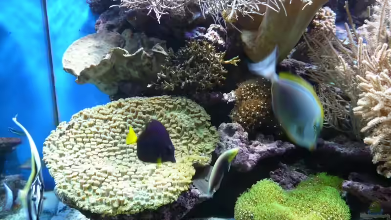 Dekoration im Aquarium Becken 6379 von Thomas Maik (28)