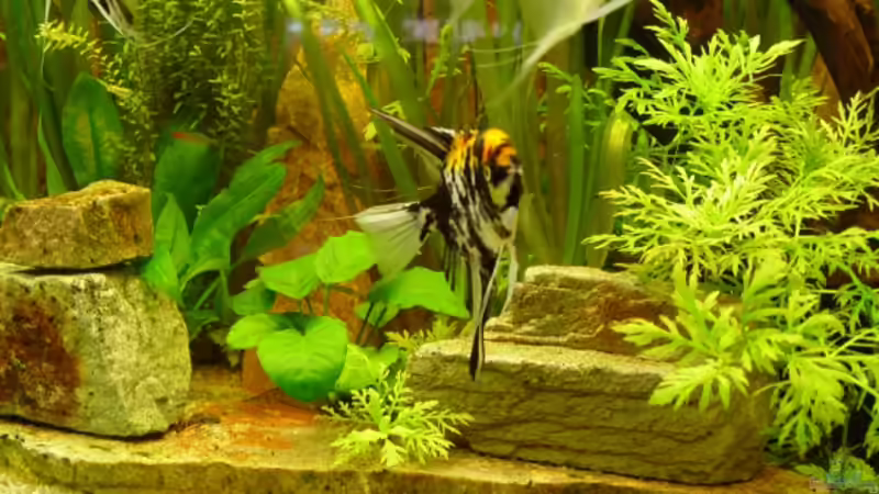 Dekoration im Aquarium Becken 6390 von Ralf Brücher (5)