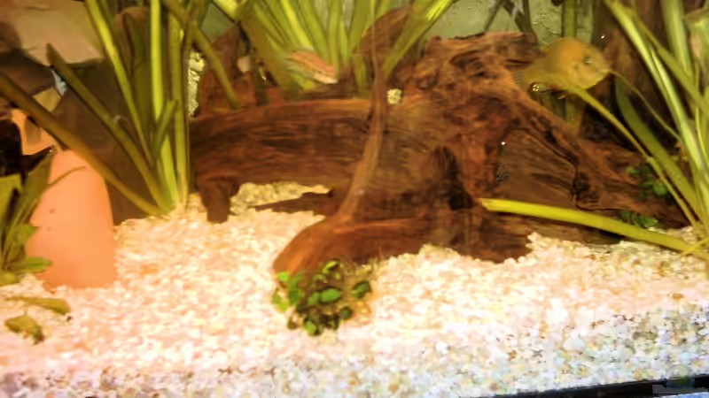 Dekoration im Aquarium Becken 6392 von David Herzog (3)