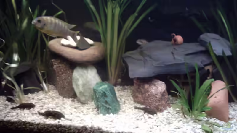 Dekoration im Aquarium Becken 6392 von David Herzog (4)