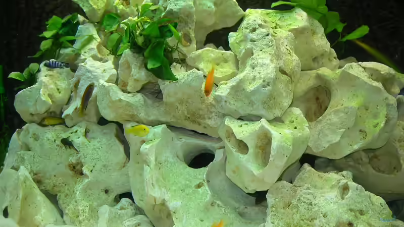 Dekoration im Aquarium Becken 6399 von ehemaliger User (10)