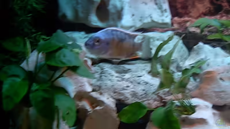 Dekoration im Aquarium Becken 643 von Steffen Langer (7)