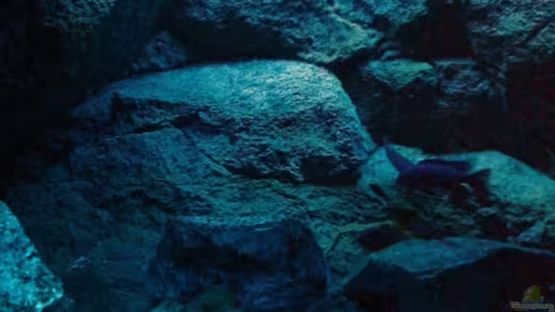 Dekoration im Aquarium Becken 6431 von Vladi (10)