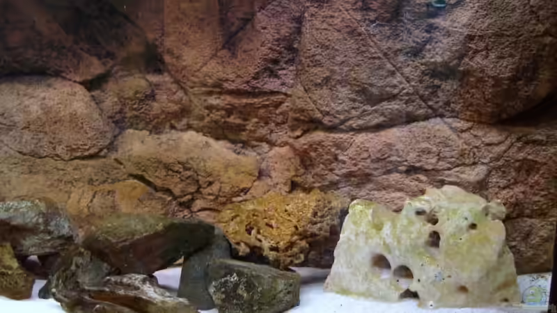 Dekoration im Aquarium Becken 6431 von Vladi (12)