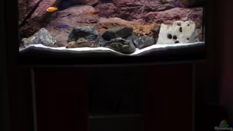 Dekoration im Aquarium Becken 6431 von Vladi (6)