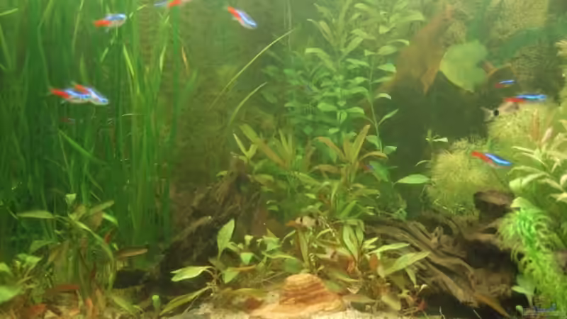 Dekoration im Aquarium Becken 6434 von Julia Weber (4)