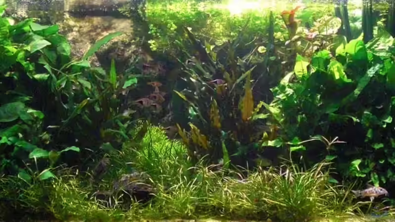 Dekoration im Aquarium Becken 6437 von **Die Julia** (13)