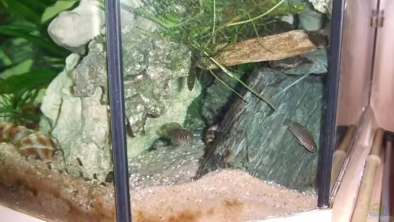 Dekoration im Aquarium Becken 6451 von Melanie Burkhard (6)