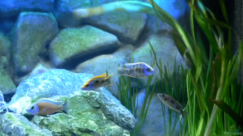 Dekoration im Aquarium Becken 6488 von Jasper Rotgans (4)