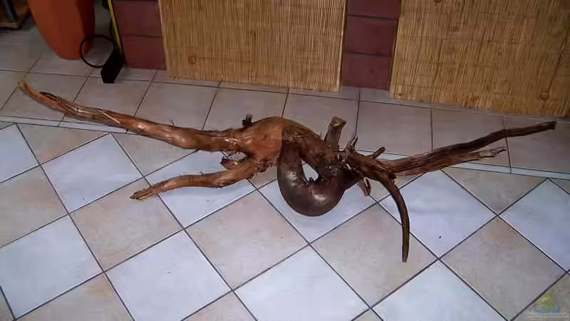 Dekoration im Aquarium Becken 650 von Sandro Di Giandomenico (18)