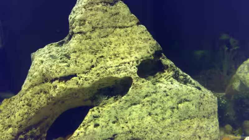 Dekoration im Aquarium Becken 6505 von Christopher Schwarz (6)