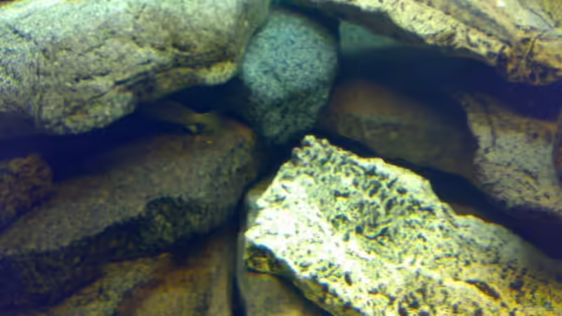 Dekoration im Aquarium Becken 6505 von Christopher Schwarz (8)