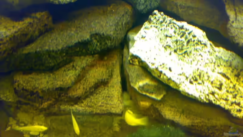 Dekoration im Aquarium Becken 6505 von Christopher Schwarz (9)