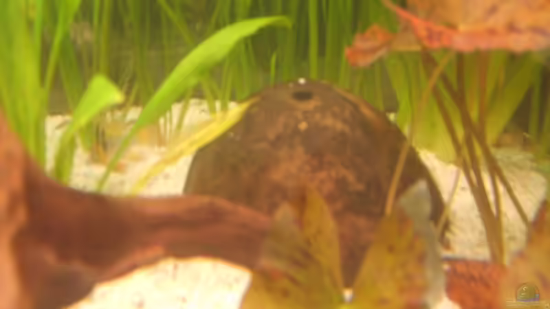 Dekoration im Aquarium Becken 6512 von Andreas Müller (10)