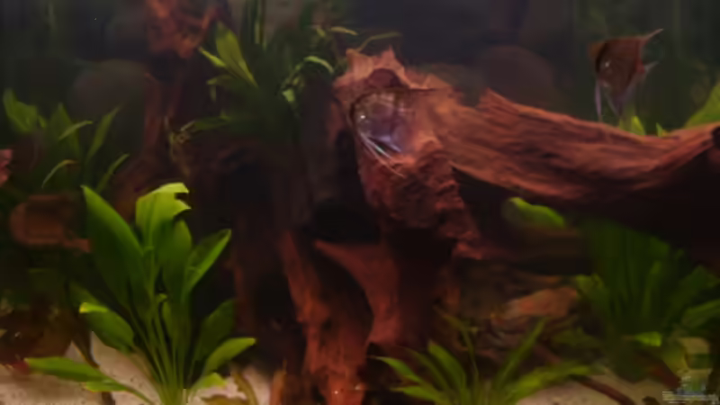 Dekoration im Aquarium Becken 6512 von Andreas Müller (8)