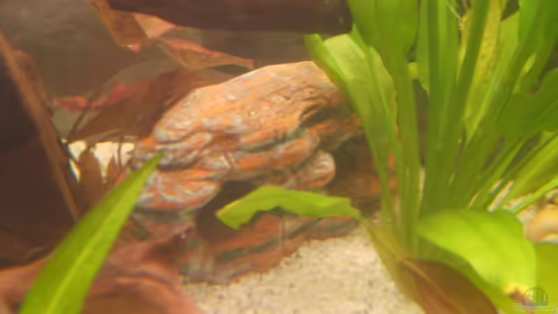 Dekoration im Aquarium Becken 6512 von Andreas Müller (9)