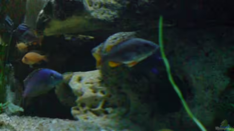 Dekoration im Aquarium Becken 6558 von Aqua-Man11 (16)