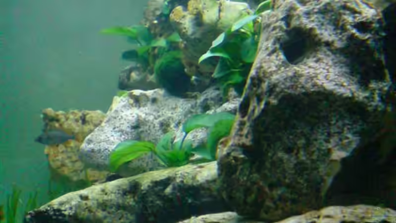 Dekoration im Aquarium Becken 6558 von Aqua-Man11 (18)