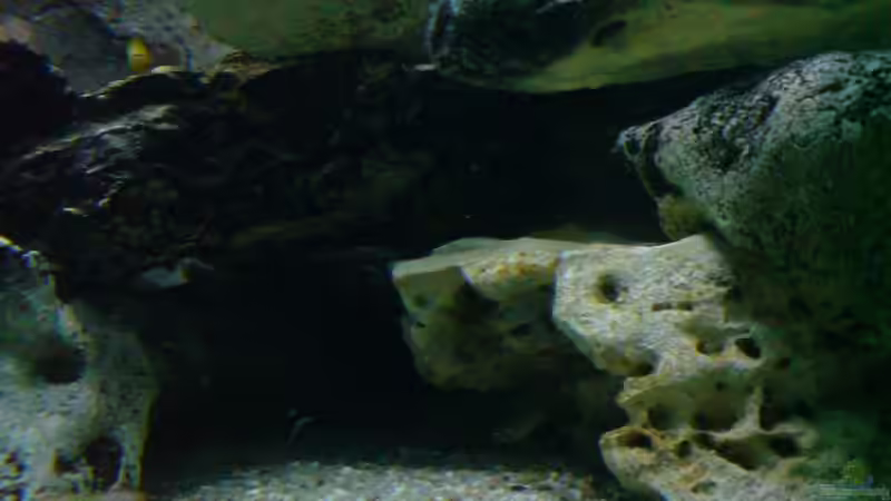 Dekoration im Aquarium Becken 6558 von Aqua-Man11 (20)