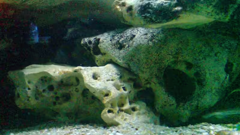 Dekoration im Aquarium Becken 6558 von Aqua-Man11 (21)