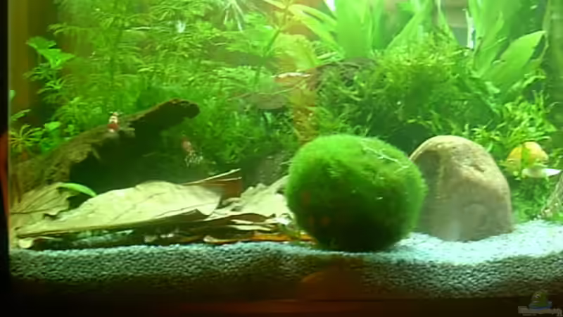 Dekoration im Aquarium Becken 6591 von Jacy (2)